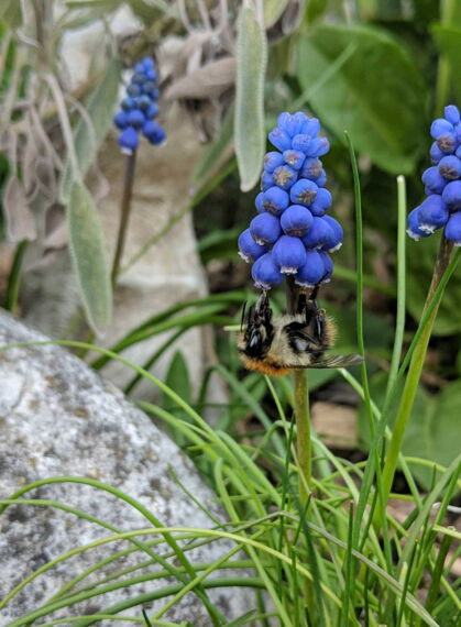 CONTAO_NATURE_THEME_Wildbiene_Nahaufnahme